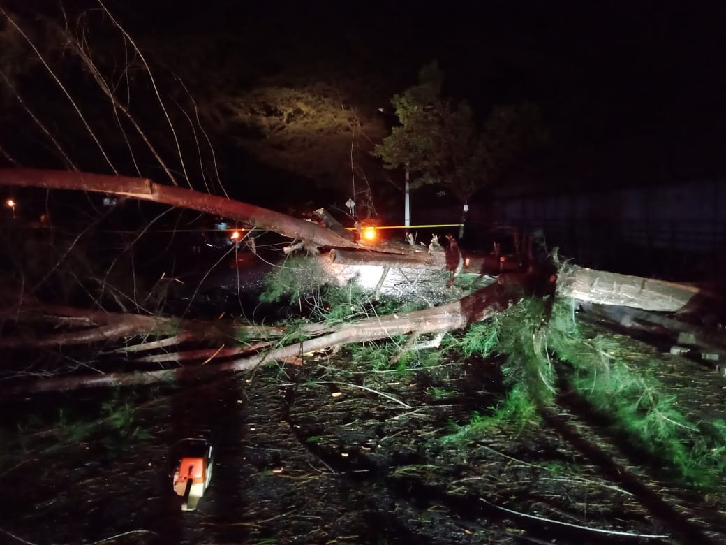 狂风暴雨袭击霹多地 刮倒树木 压毁汽车