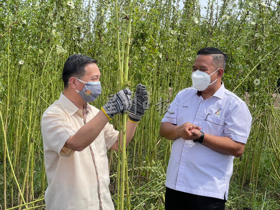 全国：黄日昇：彭亨有潜能成为大马红麻种植田。