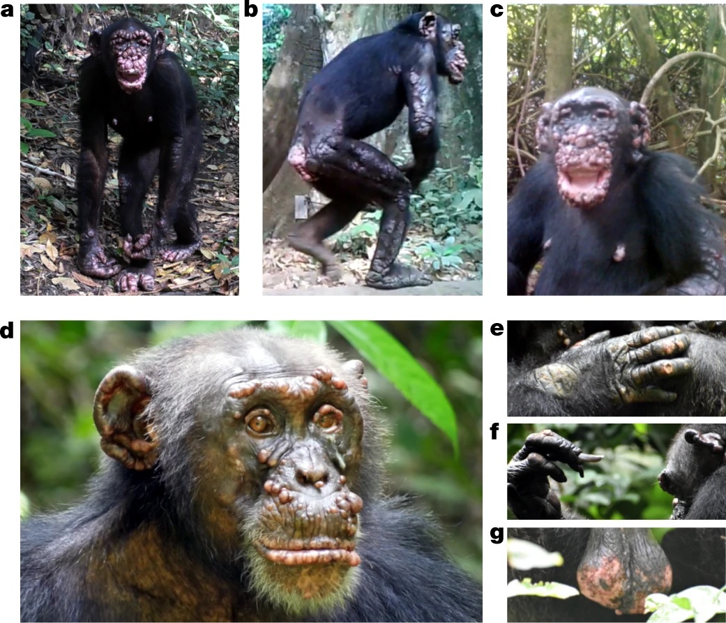 拚圖）全球首例黑猩猩染麻瘋病　臉長肉芽手足潰爛