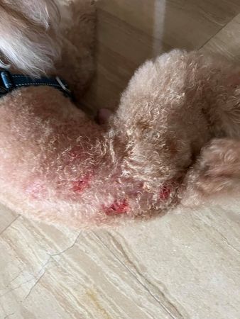  贾永婕爱犬遭短腿狗袭击溅血 网建议报警