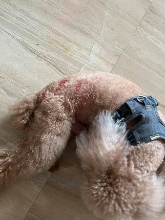  贾永婕爱犬遭短腿狗袭击溅血 网建议报警