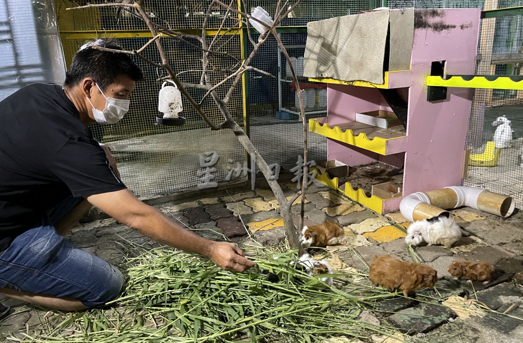 （古城封底主文）青山侯王庙打造宠物乐园·治愈大众心