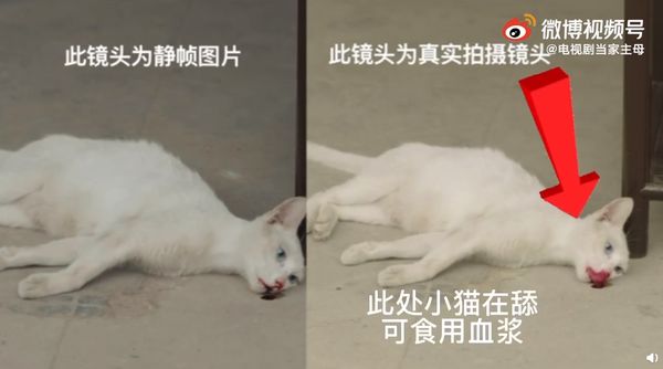 小猫被电死？ 《当家主母》发视频报警证健在