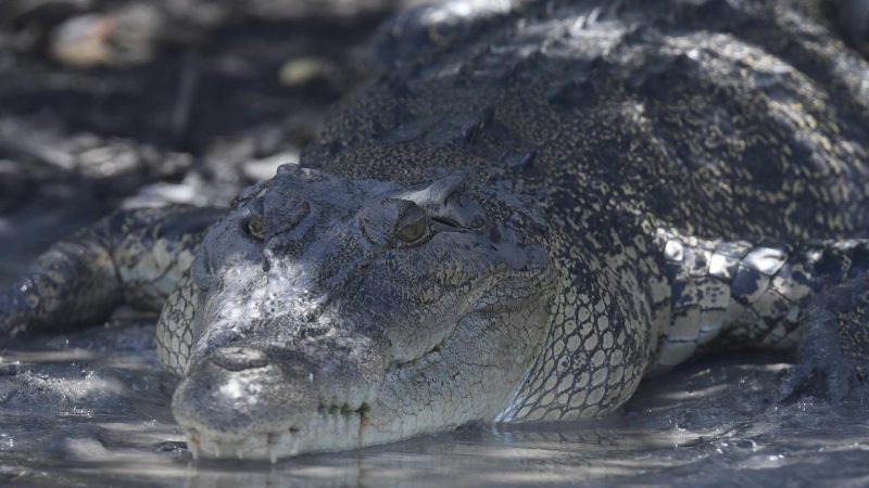 被鳄鱼拖下河 60岁澳洲男子仅靠折刀全身而退