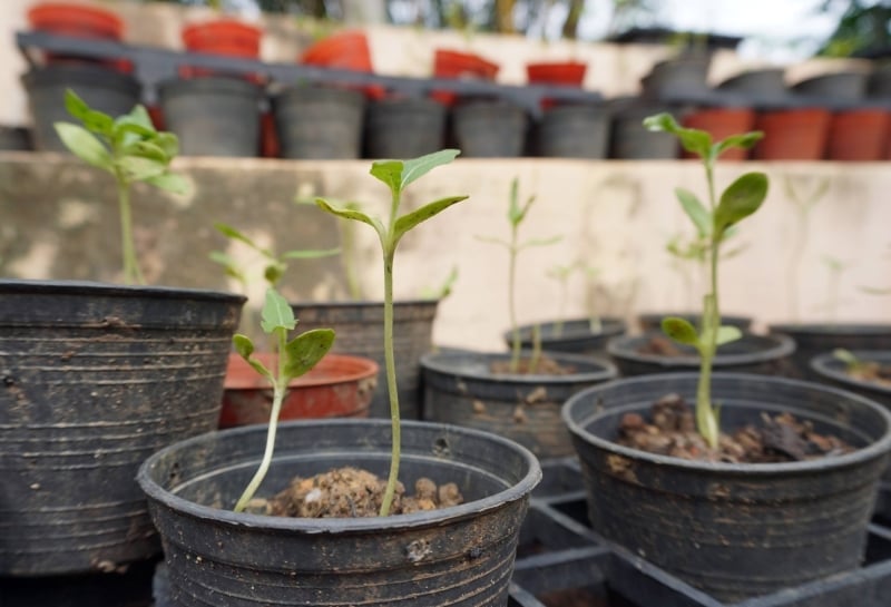 向日葵幼苗长到约4寸高后，再移植到园地。