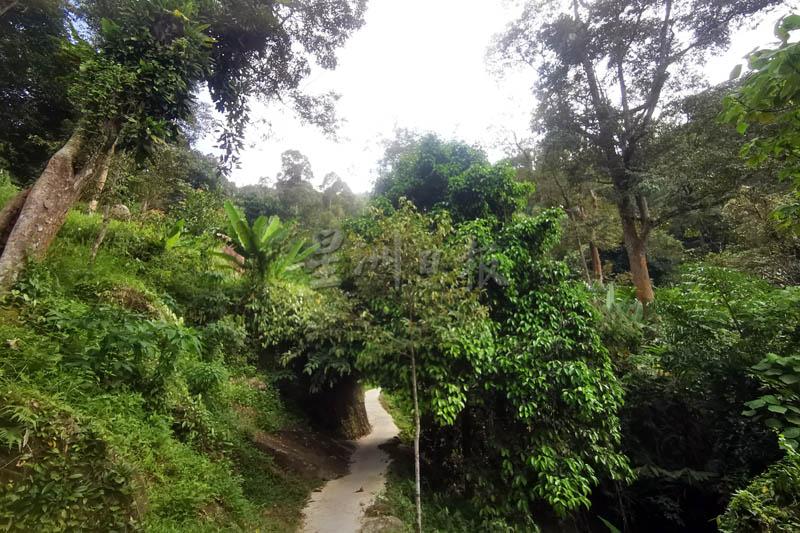 登山水泥小径被绿油油的山林包围著。