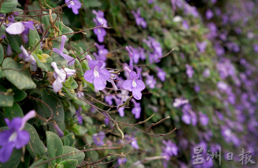 霹：版头／金马仑最夯新景点花卉园 