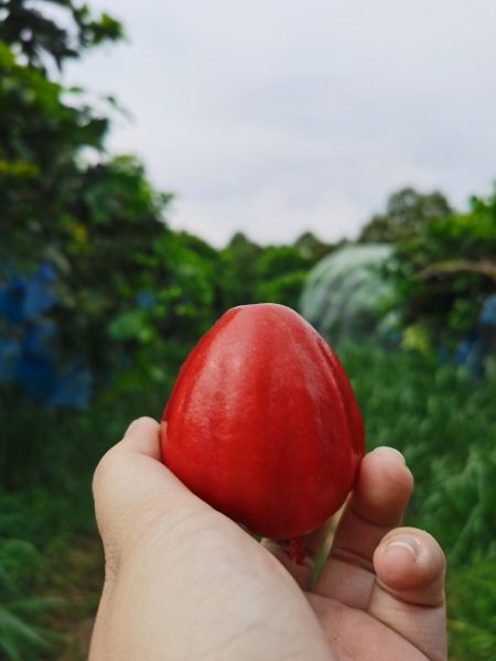 （已簽發）柔：【復甦期中鄉鎮遊】之昔加末篇：走山採果親近小動物，昔加末的大自然與親子游