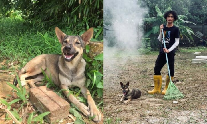 “不管猫或狗，善待动物可获福气”  马来青年与狗视频引关注