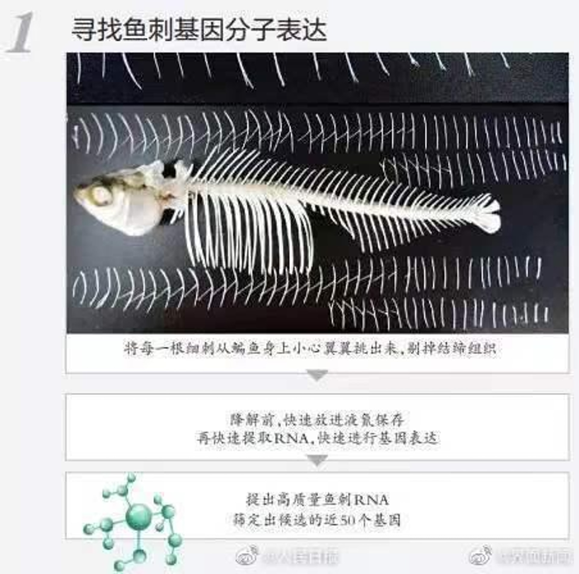 华中农大培育出第一代少刺鱼　未来吃鱼不吐刺或成现实