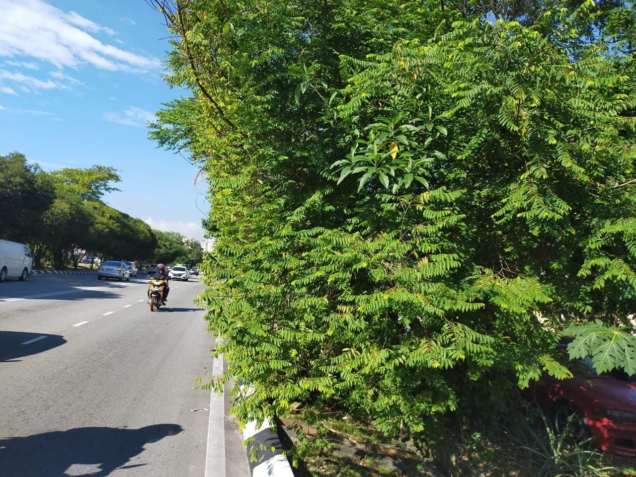 大都會/六福園18A路茂密的雜叢阻擋公路使用者的視線