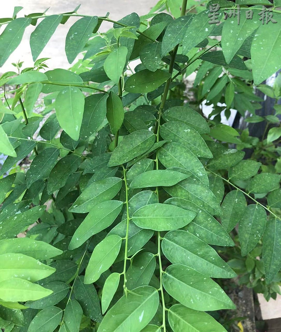 大霹雳时事焦点／板面绝配但少人栽种 市场树仔菜难求