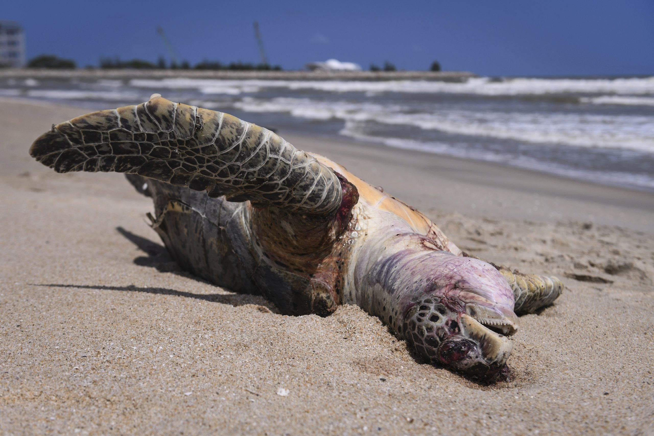 东：继周四发现一只疑误食塑料死亡的小海龟，登州海滩周五再发现2只绿海龟的尸骸。