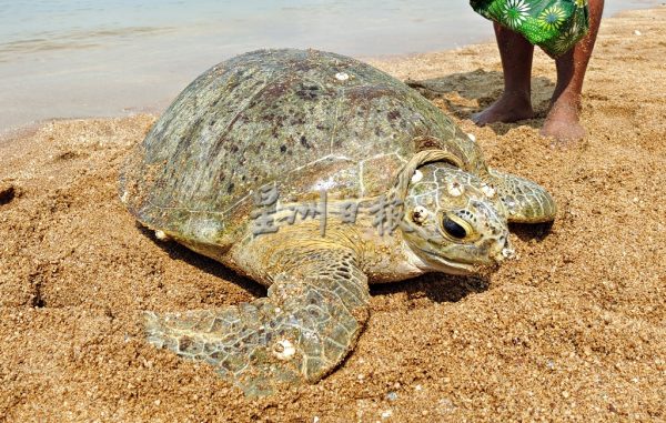 供FB／30岁海龟首登波德申海岸，游客争相合影：海龟来拜年