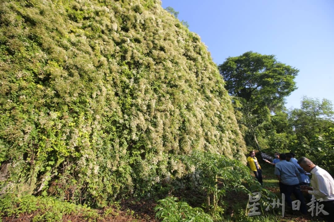 大霹雳时事焦点／漫山飞蛾藤开花 马苏拉山“飘雪”