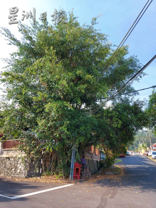 NS芙蓉／投诉大树危害一年没行动，居民自掏腰包砍树