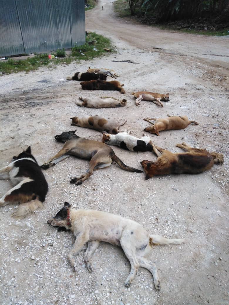 大霹雳时事焦点／约20只狗疑遭下毒死亡 诺丽：怡市厅仅协助收尸