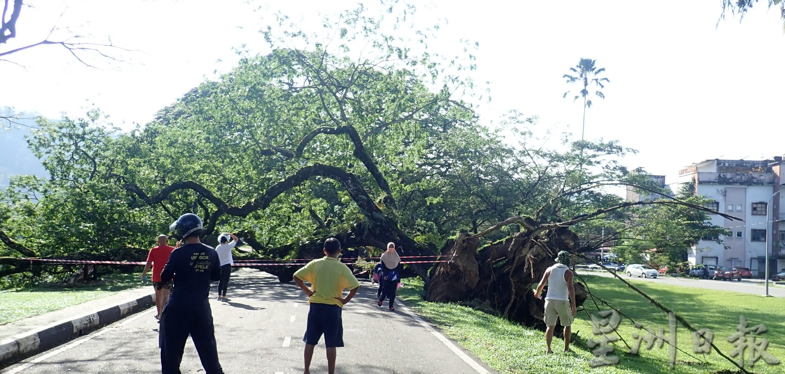 太平湖步行道百年雨树 遭风雨袭倒