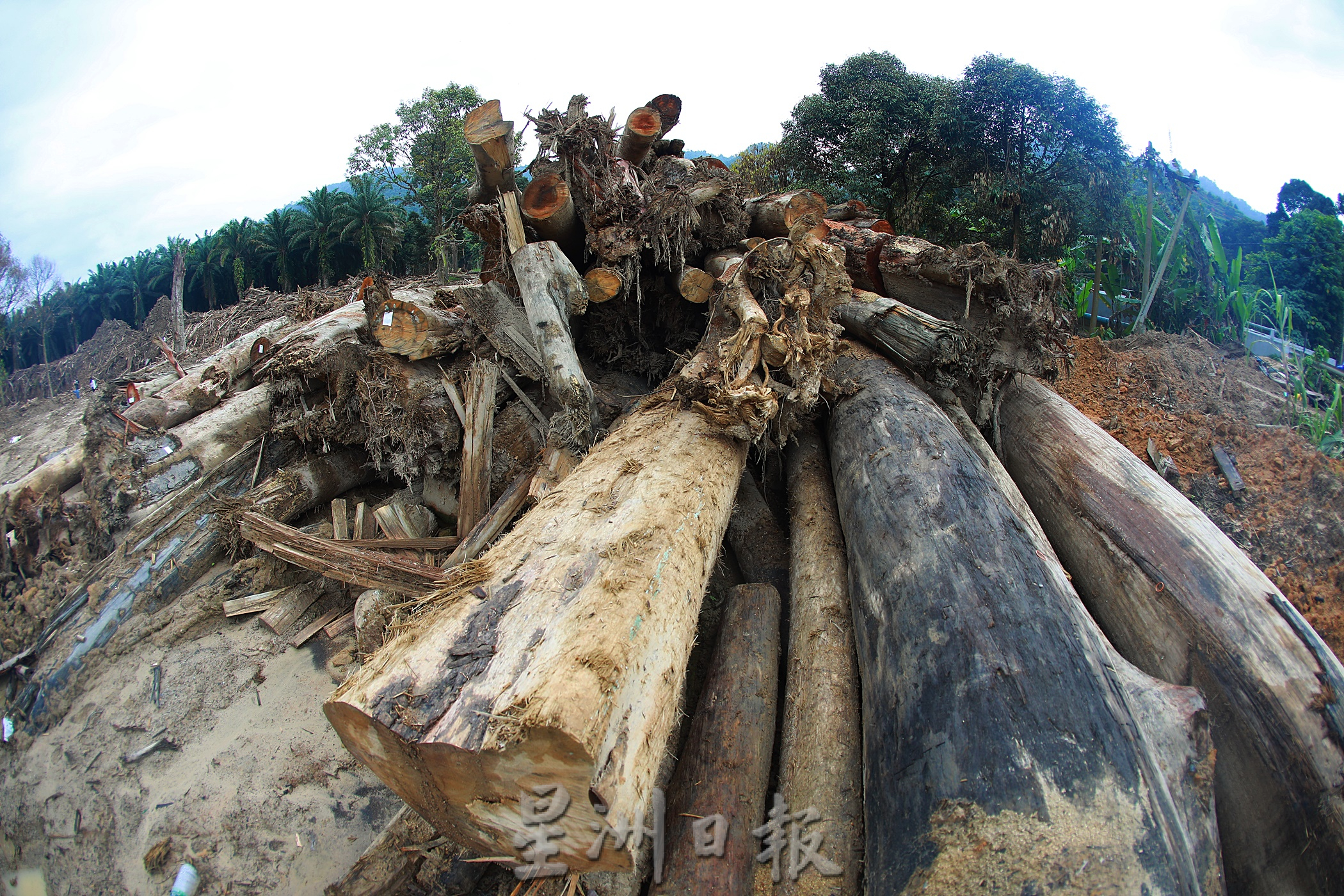 寻找树桐海啸的元凶 中篇 沿河两岸过度开发山林被剥皮用眼泪报复 国内 专题 星洲网sin Chew Daily Malaysia Latest News And Headlines