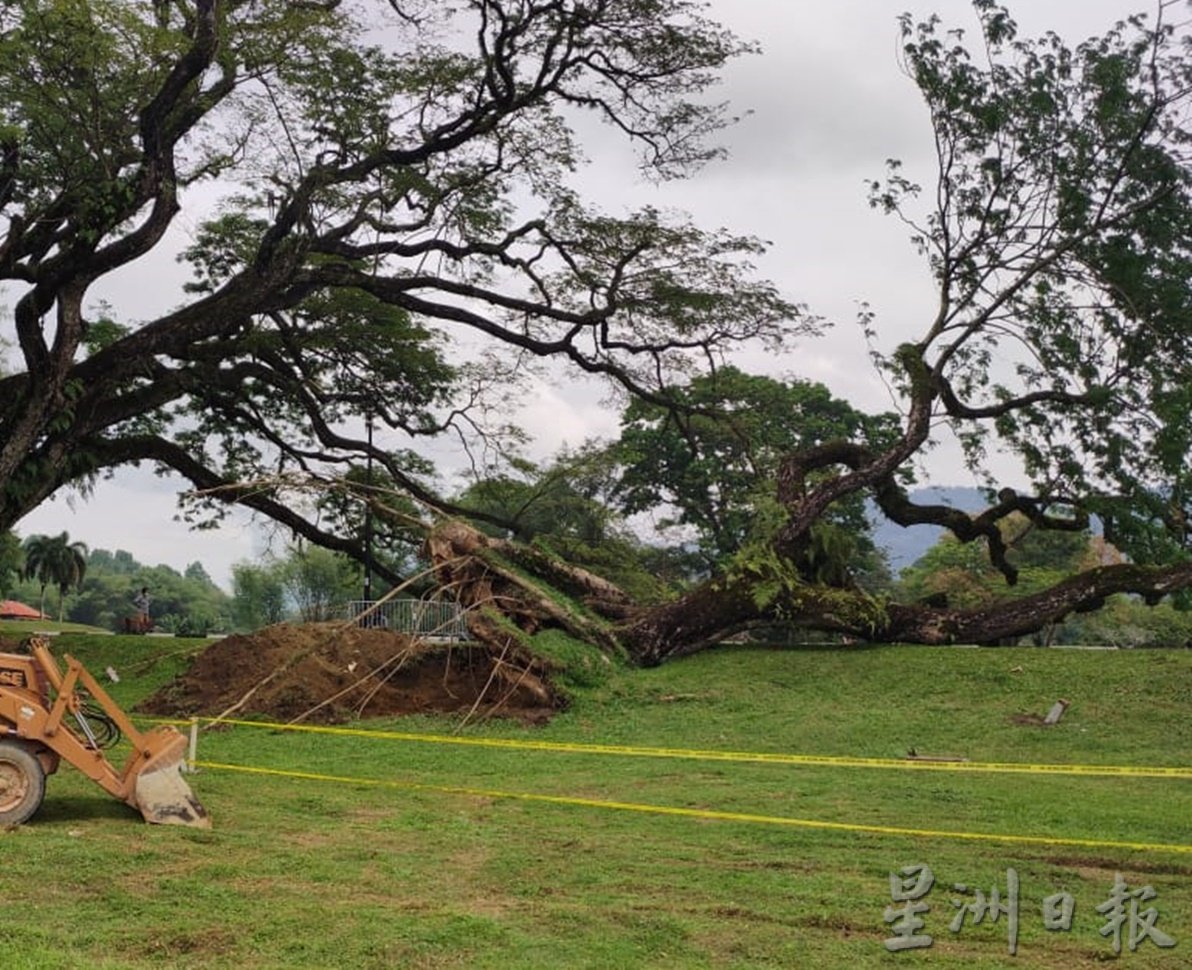 社区动态／被袭倒的太平百年雨树 将扶直赋予新生