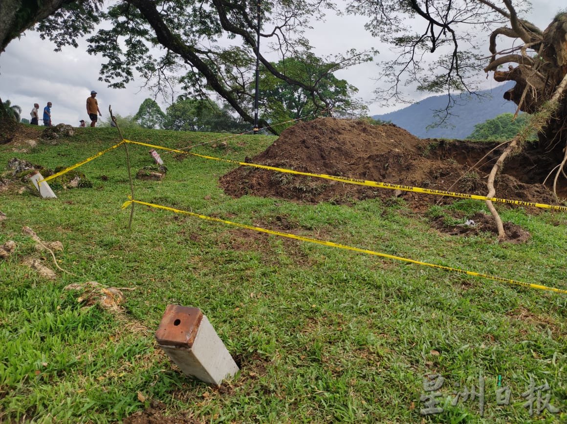 社区动态／被袭倒的太平百年雨树 将扶直赋予新生