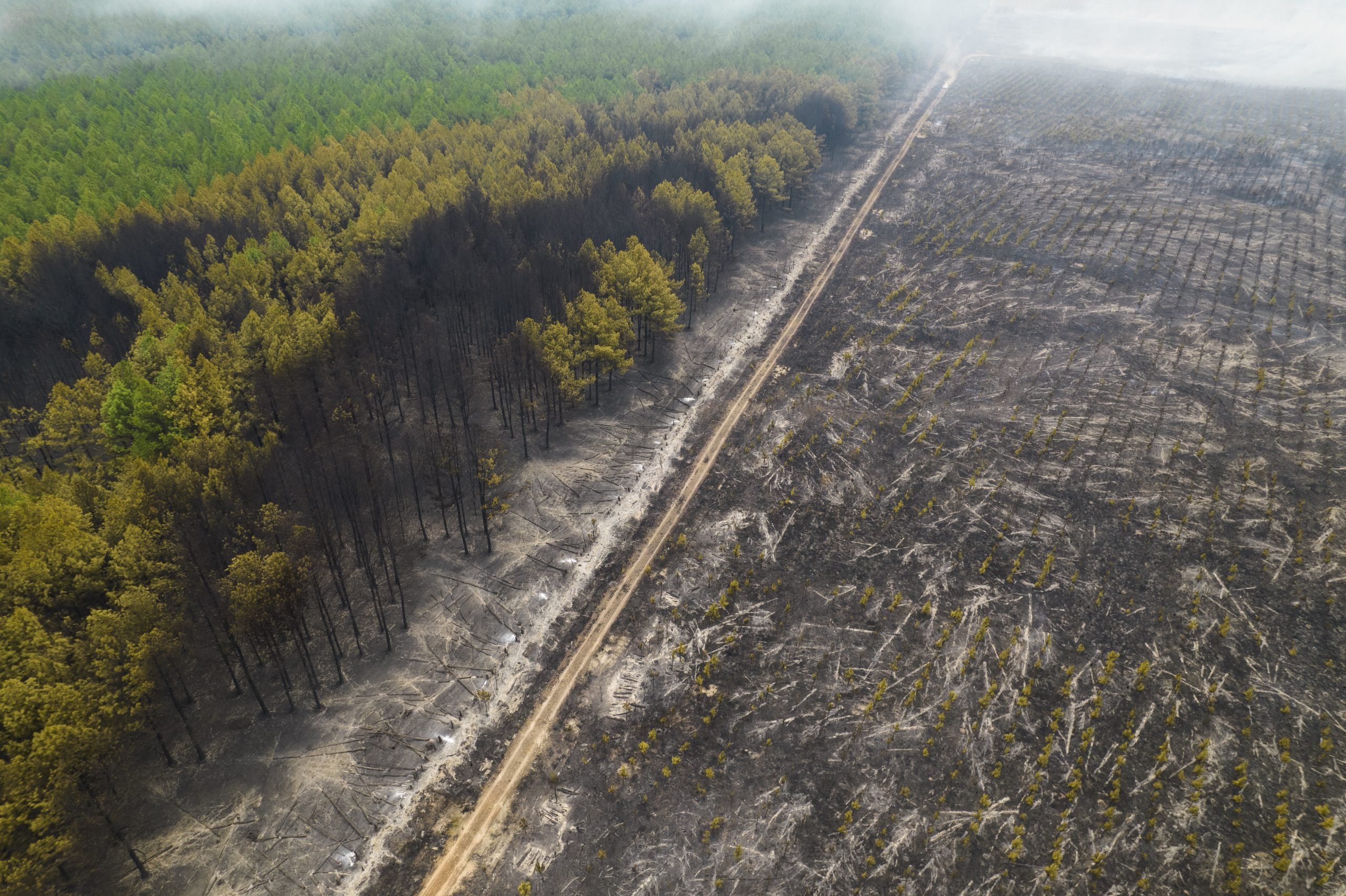 阿根廷／严重山火烧死许多动物 生态系统遭破坏