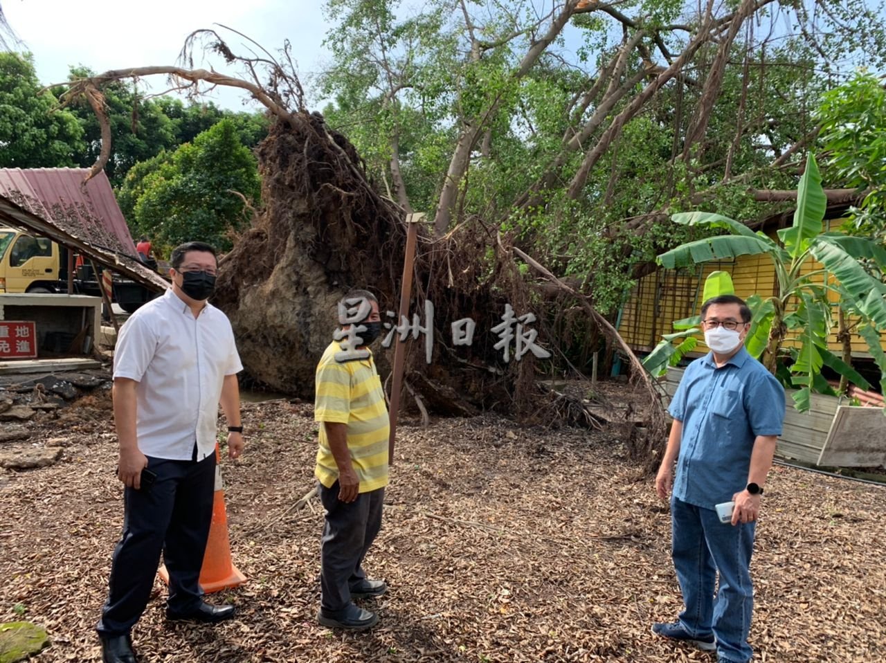 （古城第二版副文）才经过一分钟树被吹倒 退休警察与死神擦身而过