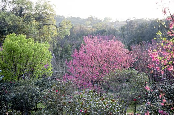 【台湾】新春游台北，花开春意浓