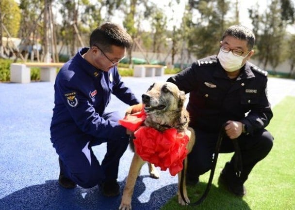 救援犬荣休征召领养人　脱下战袍展开新生活