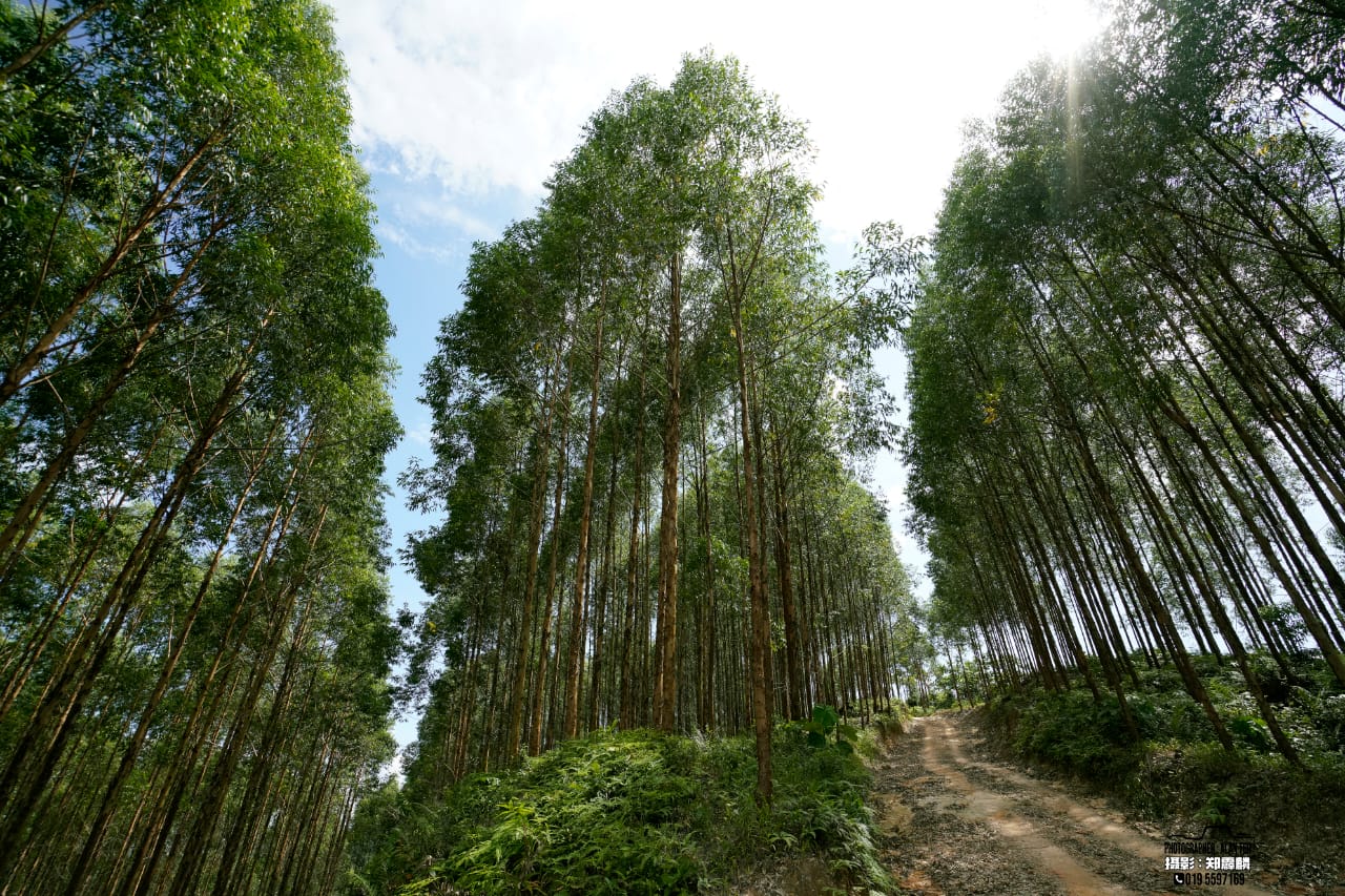 效益高用途广 霹打造桉树林场