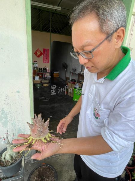 沙漠玫瑰热带展万种风情，富贵花花叶根茎多玩法进军网路市场