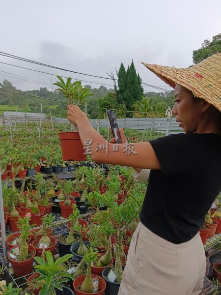 沙漠玫瑰热带展万种风情，富贵花花叶根茎多玩法进军网路市场