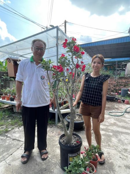 沙漠玫瑰热带展万种风情，富贵花花叶根茎多玩法进军网路市场