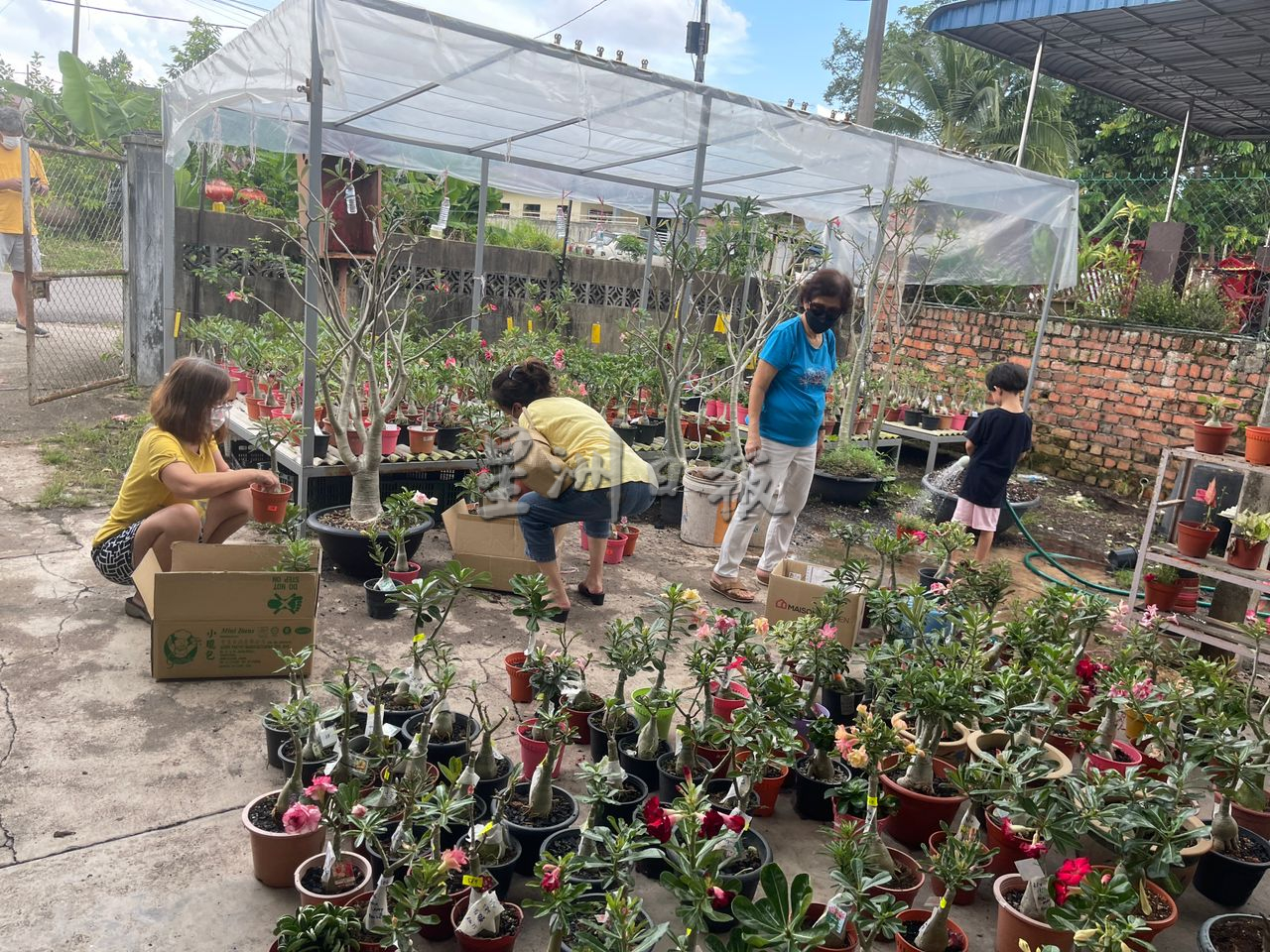 沙漠玫瑰热带展万种风情，富贵花花叶根茎多玩法进军网路市场