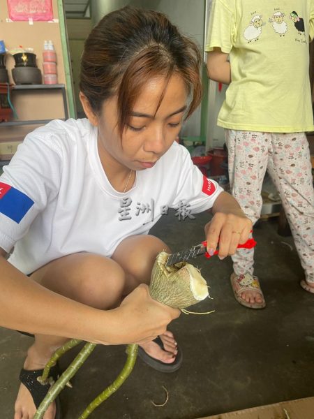 沙漠玫瑰热带展万种风情，富贵花花叶根茎多玩法进军网路市场