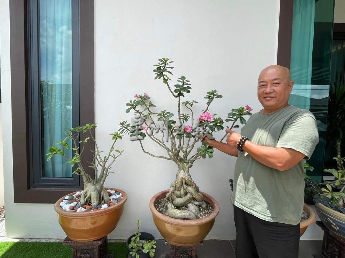 沙漠玫瑰热带展万种风情，富贵花花叶根茎多玩法进军网路市场