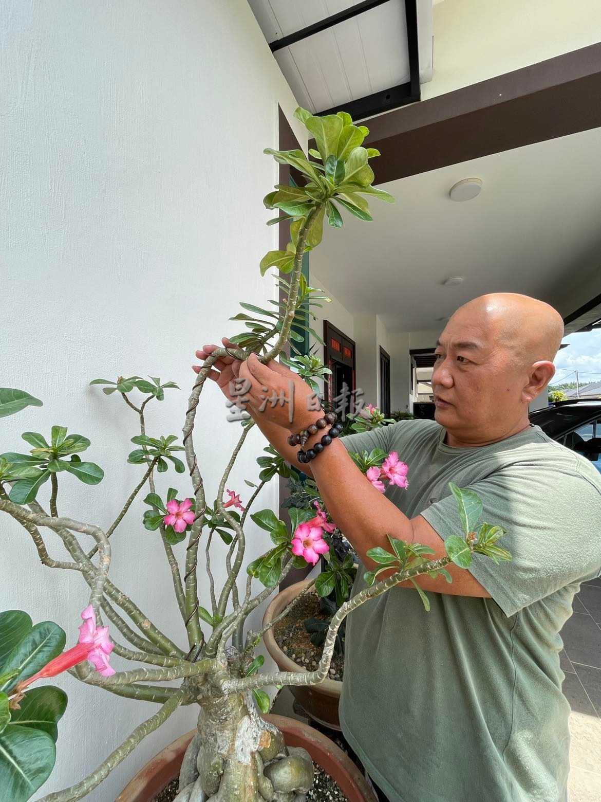 沙漠玫瑰热带展万种风情，富贵花花叶根茎多玩法进军网路市场