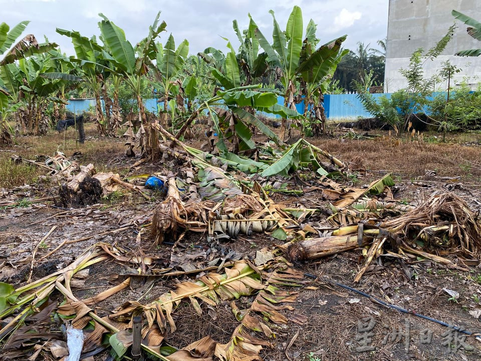 霹：第三版头／游荡牛闯入油棕园 小园主苦不堪言