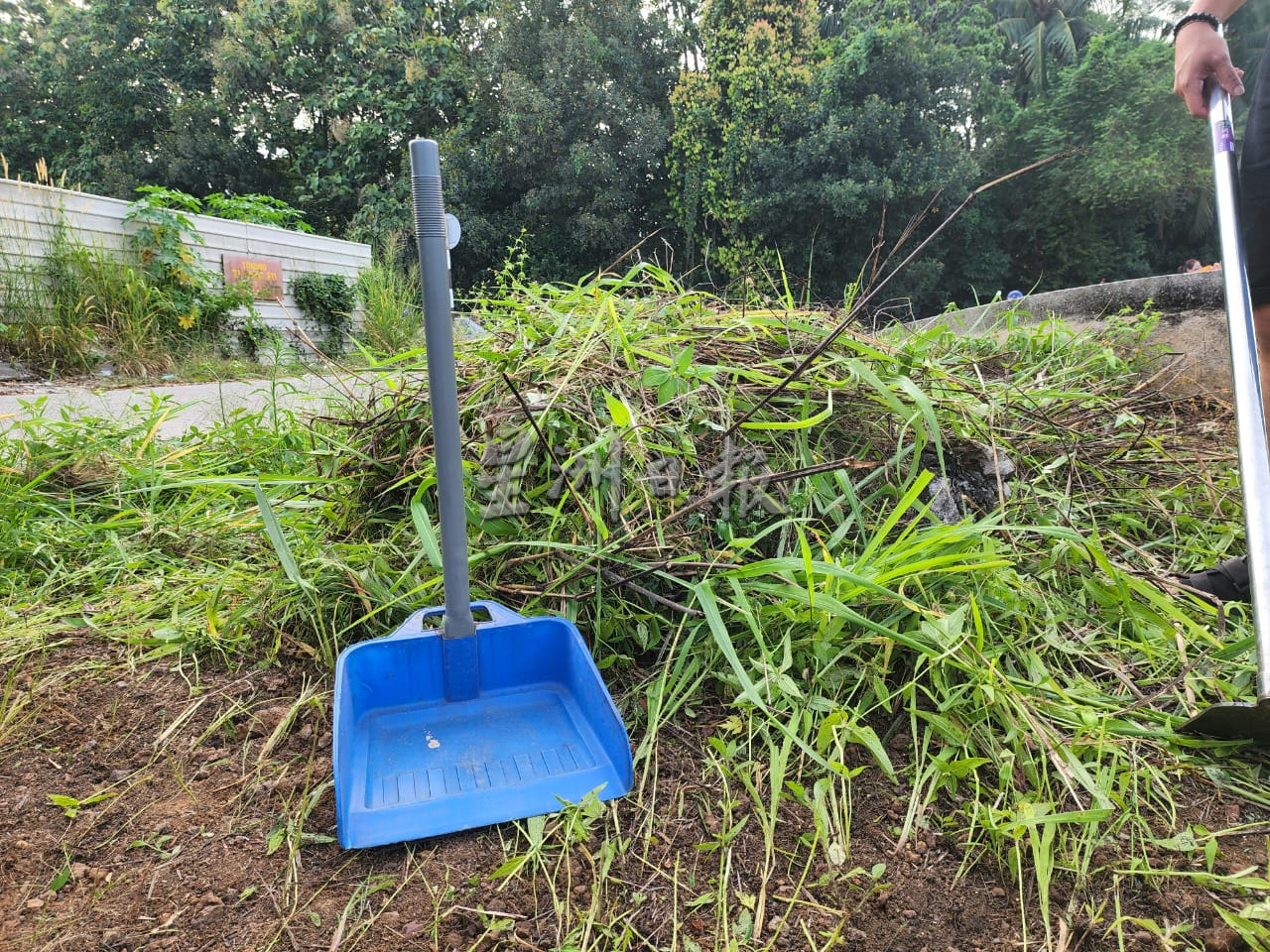 （古城第三版副文）义山没除草，蔡立洲：雨季及政策太迟宣布拖慢除草工作