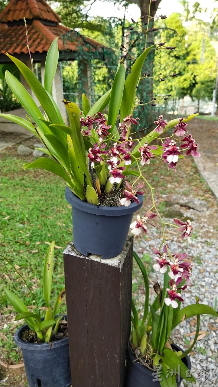 NS游森玩水：芙蓉一日游