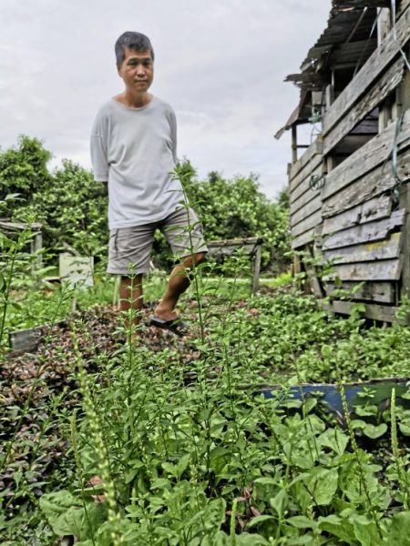 【婆羅洲雨林藥草／02】福州人世代傳承的草根藥膳湯