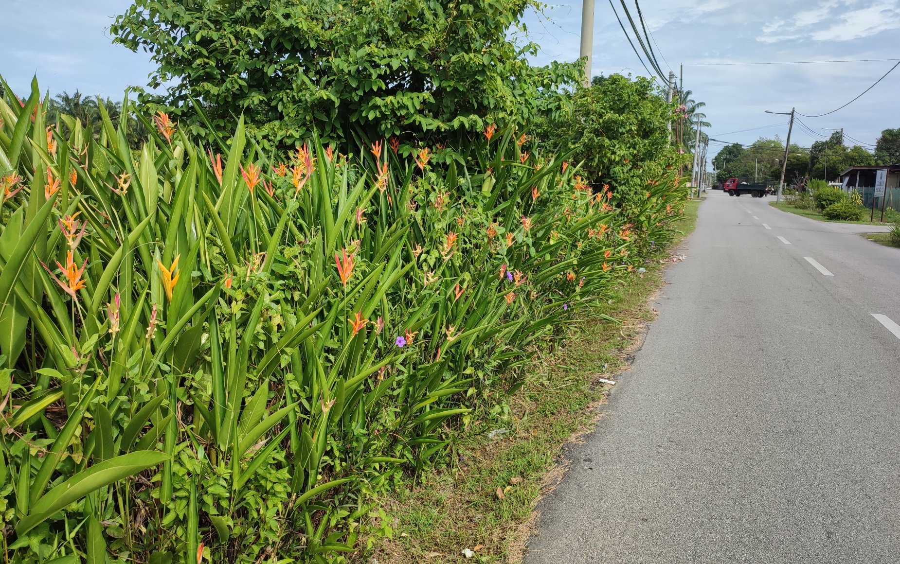 社区动态／芭尾新村垃圾散布道路两旁  陈俊鸿检垃圾吁合作引共鸣