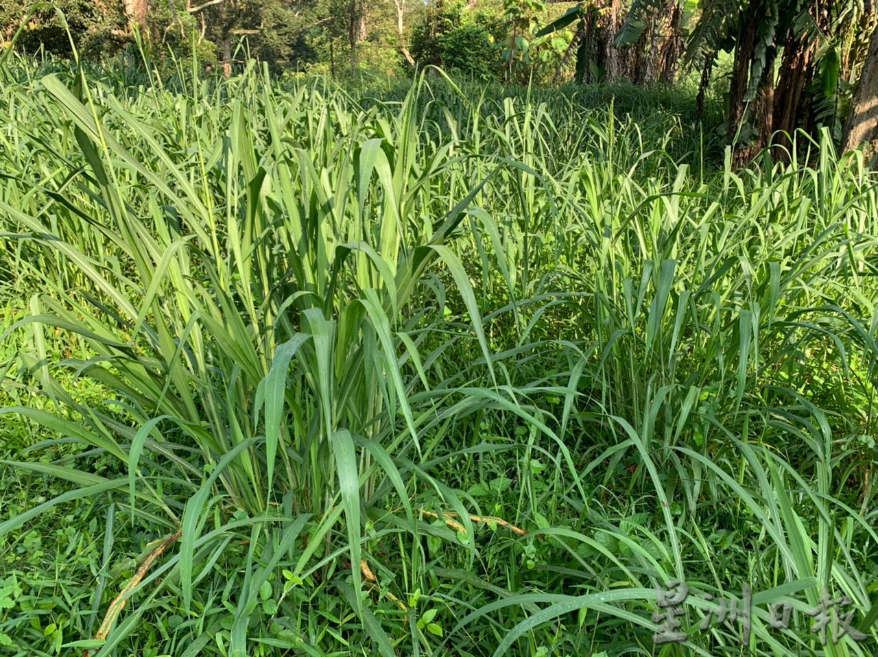 （古城第二版主文）友善農耕法種植榴槤 減少對大自然的破壞