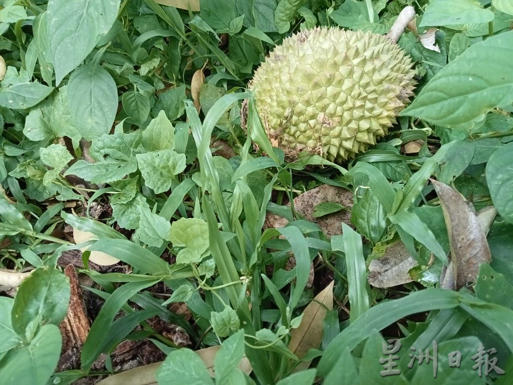 （古城第二版主文）友善農耕法種植榴槤 減少對大自然的破壞