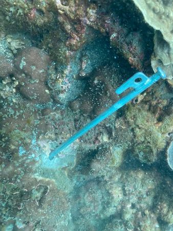 15公分營釘插珊瑚礁 竟是研究人員下手
