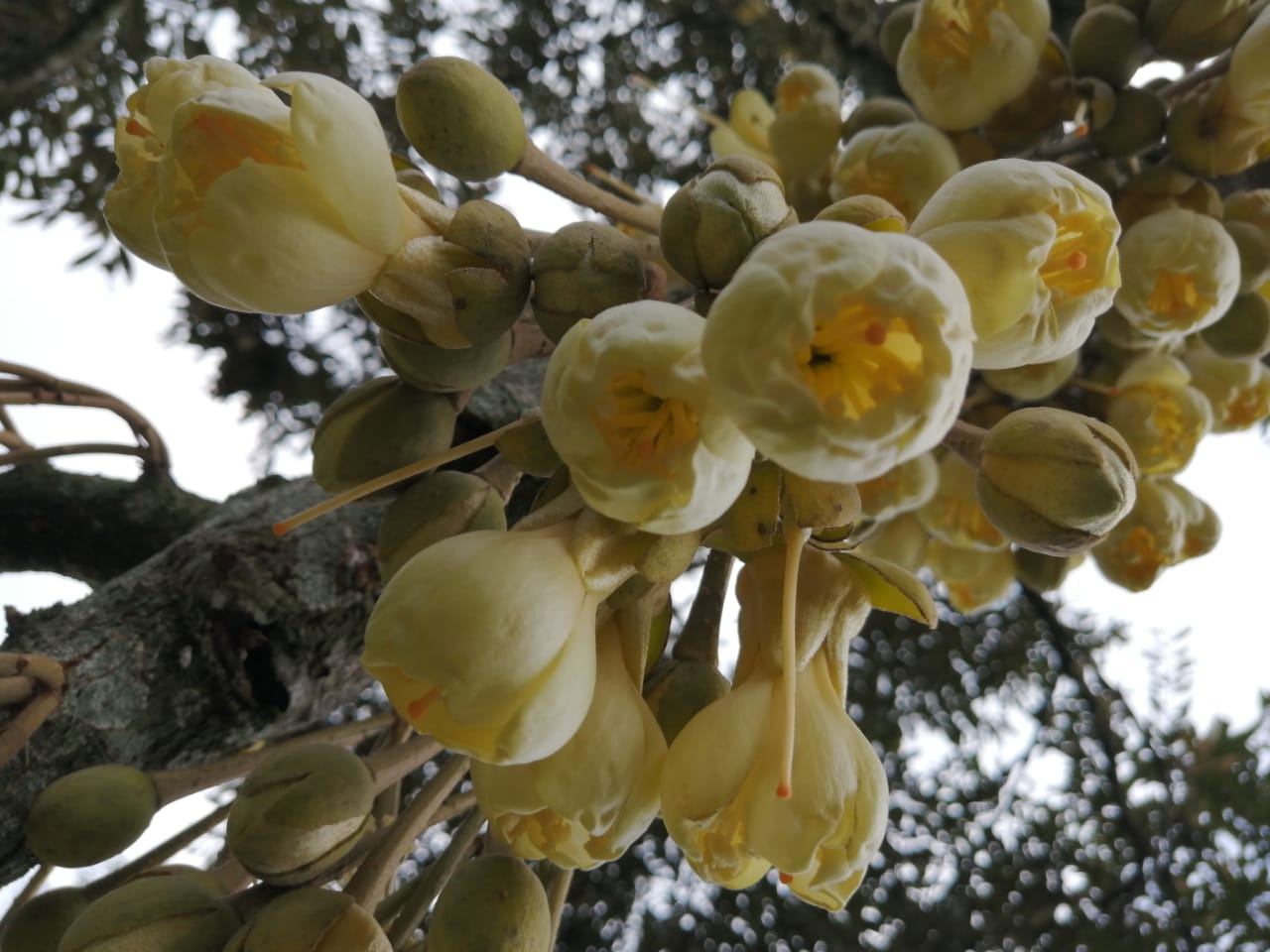 东：雨水作怪，原本6月的榴梿产盛季节，将延至12月