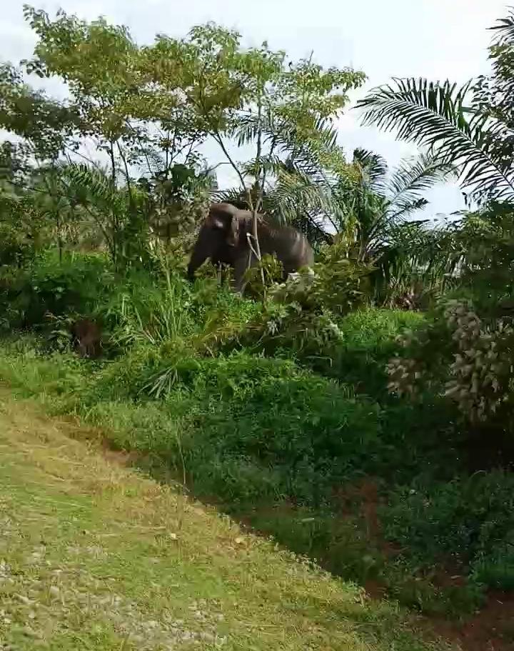 柔：文告：周忠信：原產部應動用綠化基金栽象草，落實野象走廊