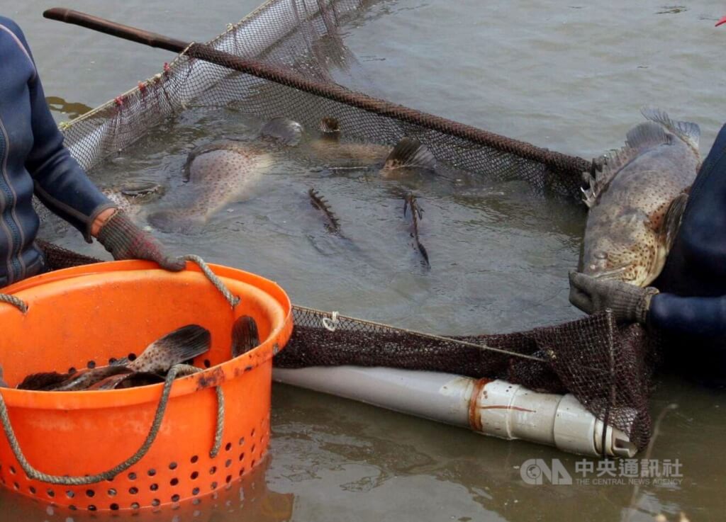 看世界）中国大陆从13日起禁石斑鱼输入 台湾不排除向世贸申诉