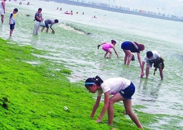 看世界／藻类袭黄海海域　青岛启动应急响应