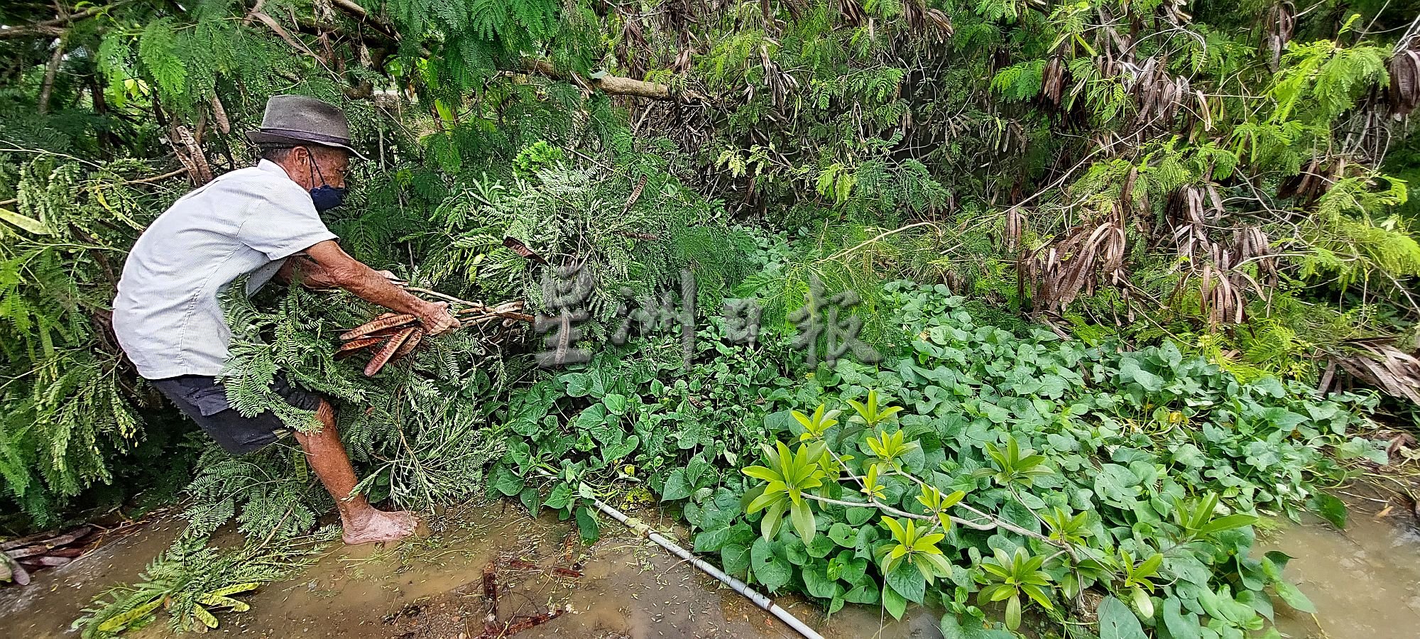 （古城第三版主文）农田淹水，老菜农希望政府能赔偿